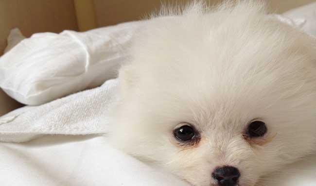 博美犬寿命一般多少年