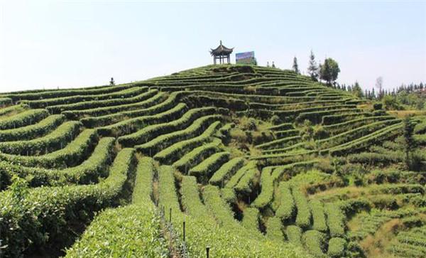 低产茶园的几种情况