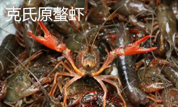 小龙虾如何分类
