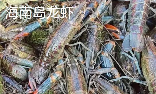 海南岛龙虾