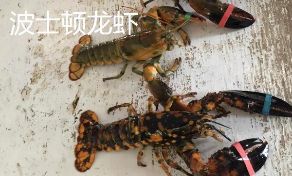 波士顿龙虾