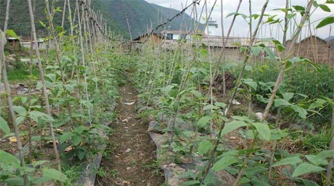 豆角的管理技术要点