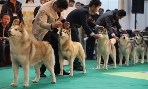 赛犬分类法
