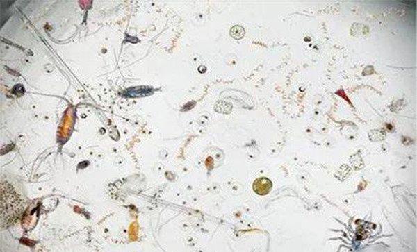 浮游生物有哪些 对鱼类和水环境有什么作用