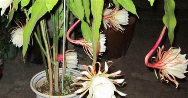 昙花的养殖方法与花期调控技术