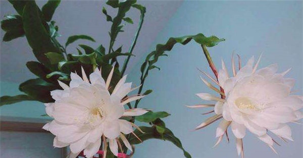 光照管理