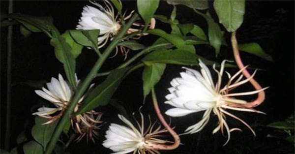 花期调控方法