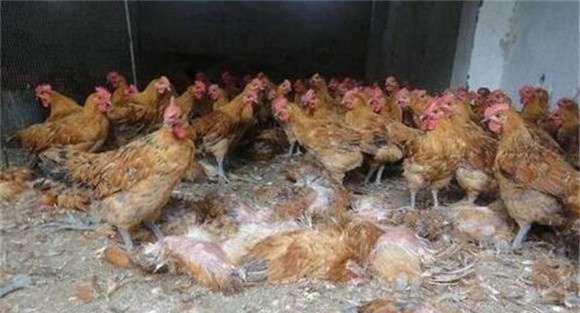 鸡住白细胞虫病的预防要点