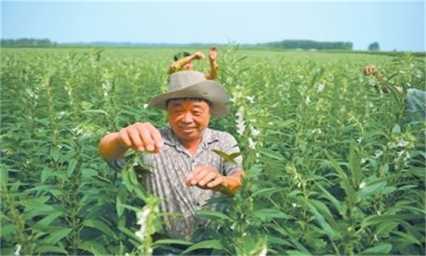 芝麻打顶的作用