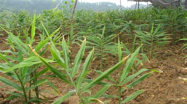 生姜除草可以使用哪些除草剂