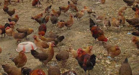 蛋鸡的饲养管理