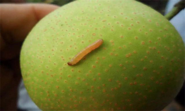 梨小食心虫有何为害特点