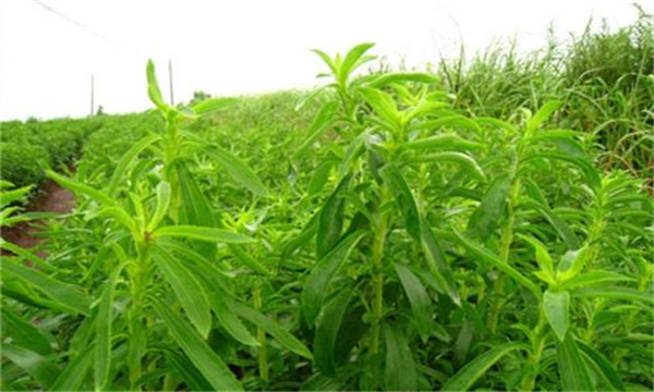 甜叶菊移栽方法及田间管理技术