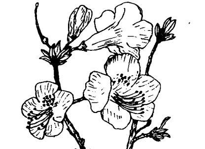 杜鹃花的功效与作用