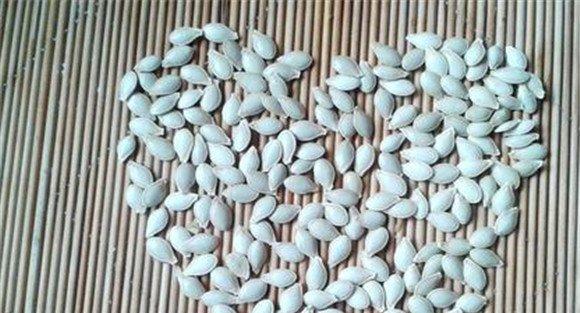 金丝瓜的育苗管理