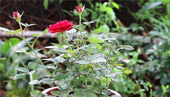 不同时间段月季花施肥