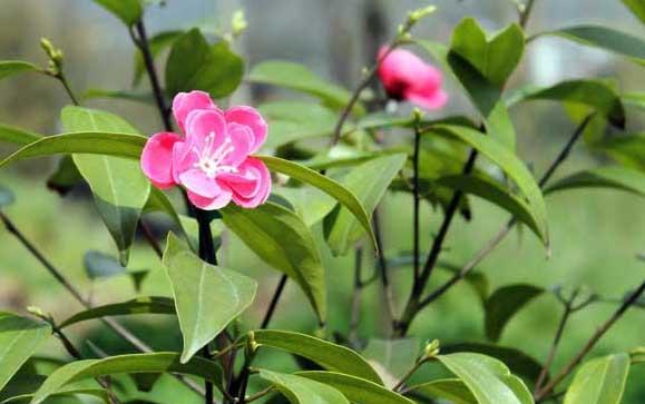 茶叶种植方法
