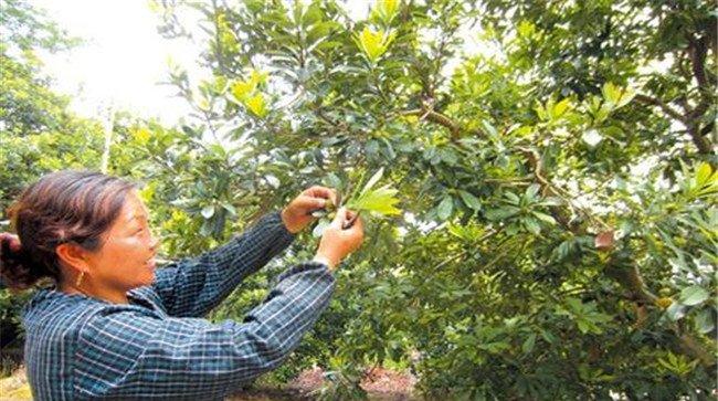 杨梅为什么要疏花疏果