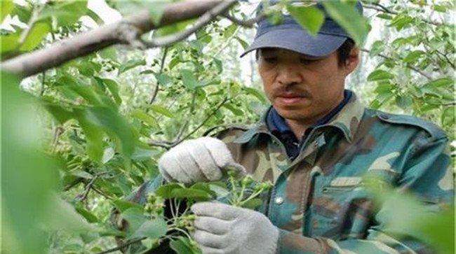 怎样给杨梅疏花疏果