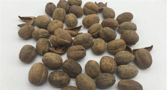 巴豆临床功效与应用