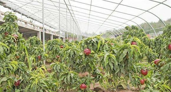 大棚桃树种植技术