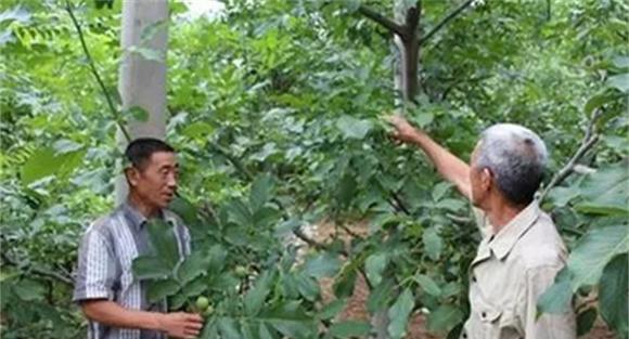 核桃树修剪的要点