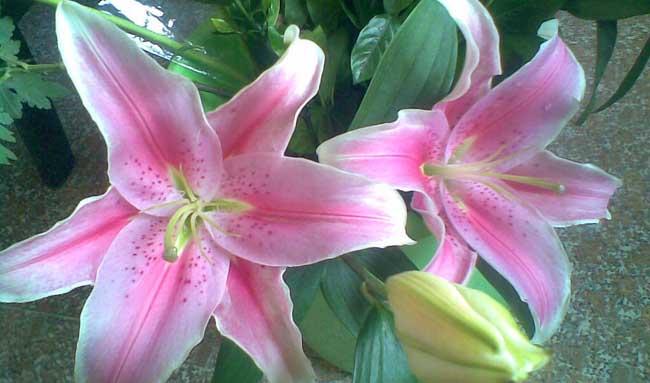 百合花养殖方法
