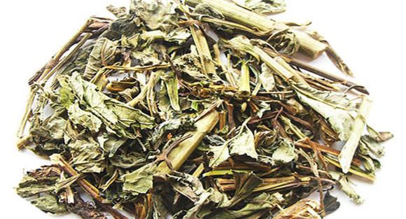 败酱草用法、用量与禁忌