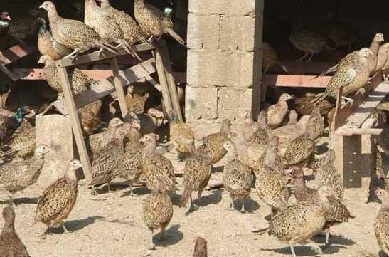 山鸡养殖