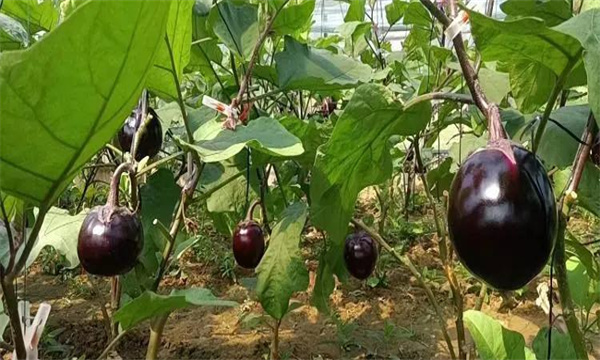 秋冬茬大棚茄子肥水管理