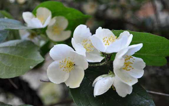 茉莉花种植方法