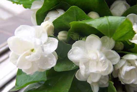 茉莉花种植方法
