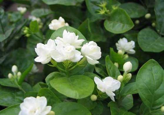 茉莉花种植方法