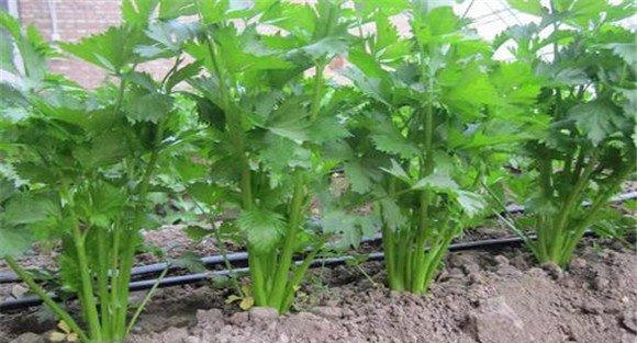 芹菜抽苔的原因与条件
