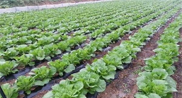 夏播大白菜栽培要点