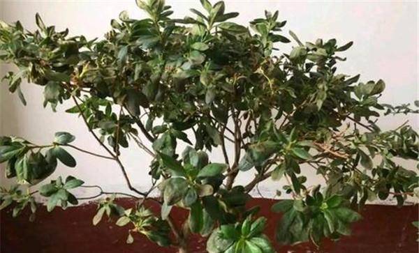 如何防治盆栽花卉出现烂根现象