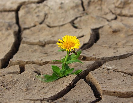 露地春黄瓜定植后肥水管理