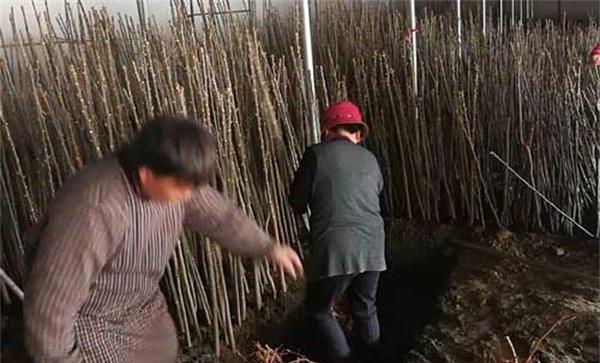 矮化香椿的选种及育苗