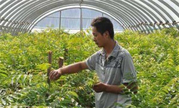 香椿矮化种植剪枝方法