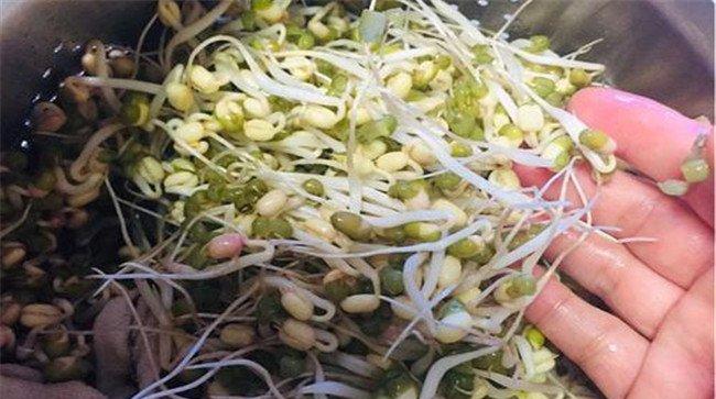 绿豆芽怎么种植