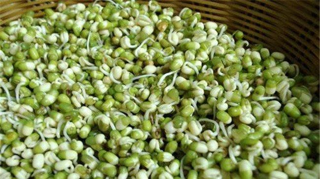 豆芽菜的种植方法及注意事项