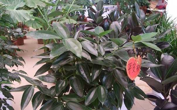 苗木种植技术
