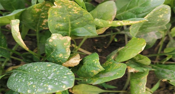 菠菜霜霉病的症状表现、传播途径和防治方法