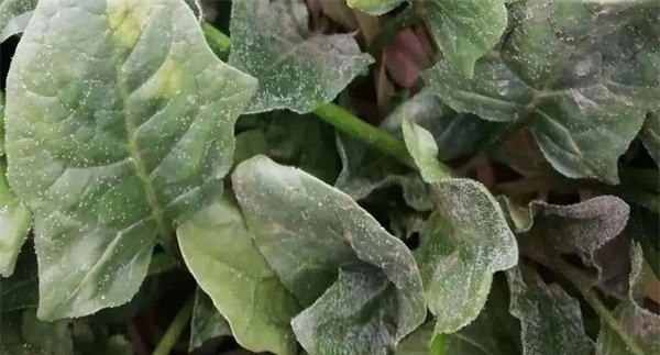 菠菜霜霉病的传播途径