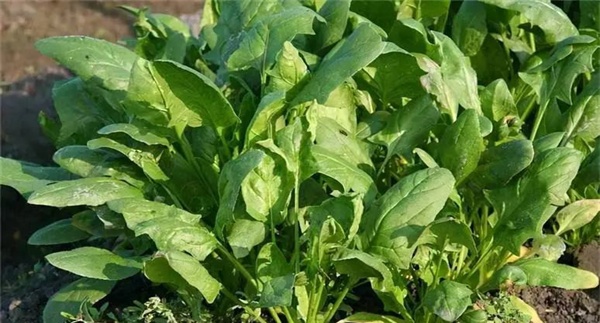 菠菜霜霉病的防治方法