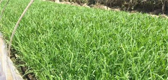 大棚黄瓜、水稻、菠菜高效种植模式简介