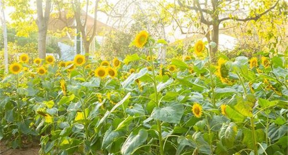 向日葵种植时间