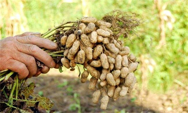 花生产量每亩多少斤