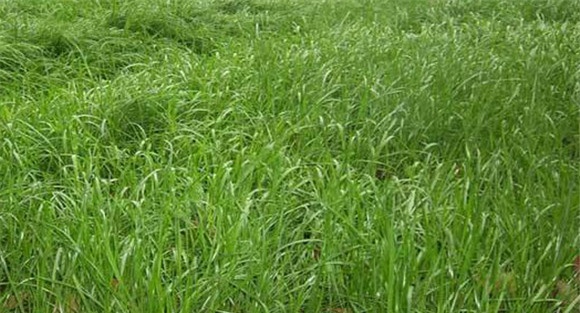 优质牧草品种