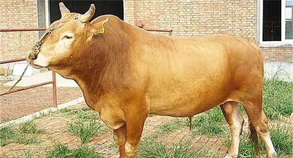 肉牛主要的经济性状及其测定方法